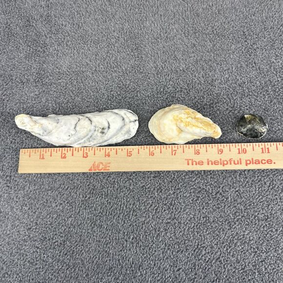 Vintage Oyster Shells Lot 20 Natural Bulk Decor Craft 1-5 Inches Assorted Sizes - Picture 15 of 16